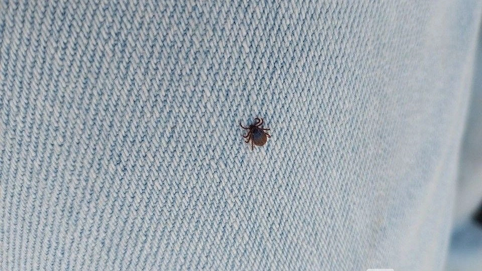 Почти 2,7 тысячи человек обратились в нижегородские медучреждения из-за клещей