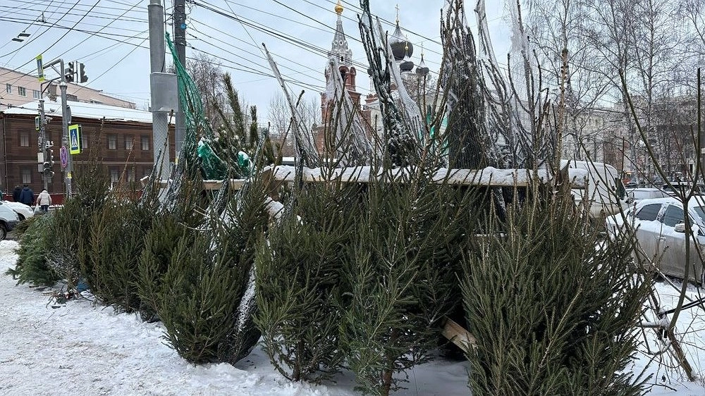 Главная картинка новости: Полицейские в Нижнем Новгороде изъяли 330 ёлок и хвойных изделий у нелегальных торговцев