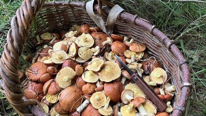 Маслята появились в лесах в Нижегородской области