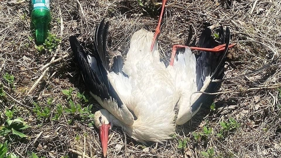 Главная картинка новости: Неизвестный подстрелил краснокнижного аиста на Бору