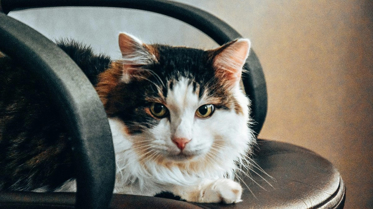 Главная картинка новости: Как кошки предупреждают нас о грядущей большой беде - ах, если бы я знала это раньше