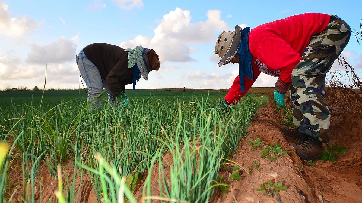 Осенью присыпаю грядки в теплице этим «порошком» — за зиму почва естественным образом восстанавливается и оздоравливается