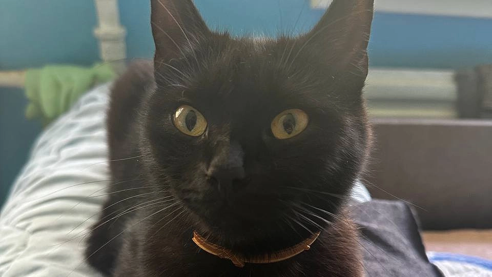 Главная картинка новости: Как кошки предупреждают о грядущих больших неприятностях - ах, если бы я знала это раньше