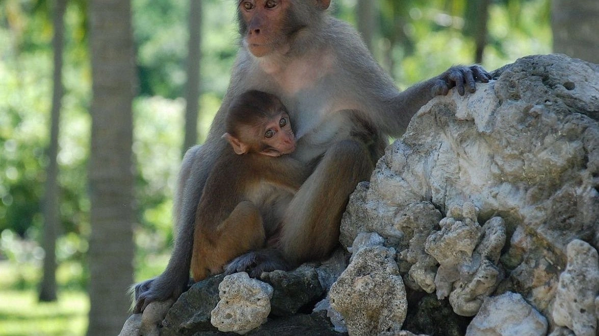 Центр исследований на обезьянах появится в Нижнем Новгороде