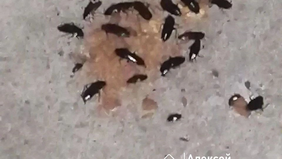 Полиция начала проверку после расстрела пеликана в Нижнем Новгороде