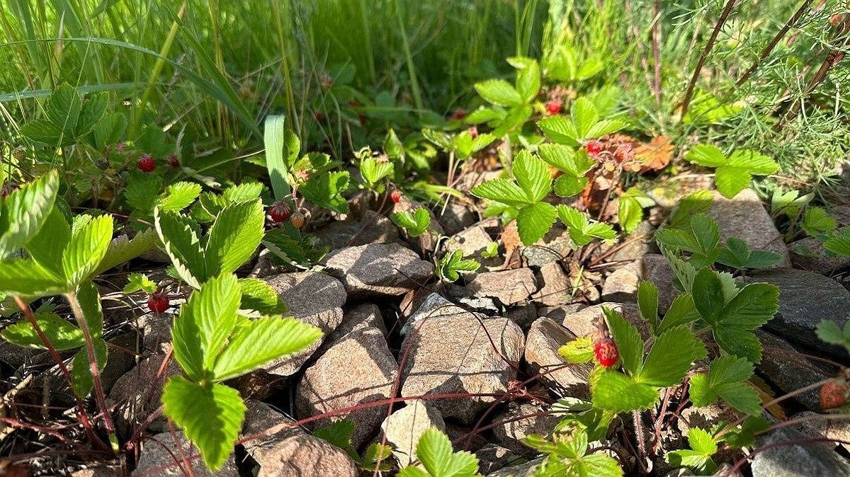 Названы районы Нижегородской области, где больше всего земляники
