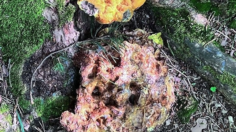 350-летняя сосна оказалась в опасности в Нижегородской области