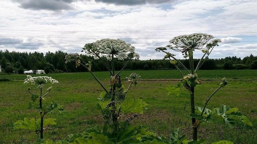 Борщевик атаковал пять округов в Нижегородской области