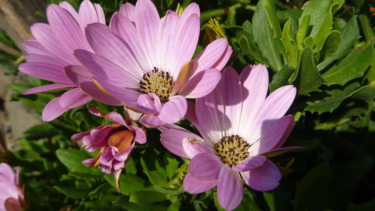 Клумба у подъезда зацветет огромными штрафами ЖКХ – вот почему