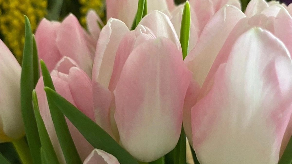 Главная картинка новости: Нижегородцы готовы потратить на подарки к 8 Марта в среднем 5200 рублей