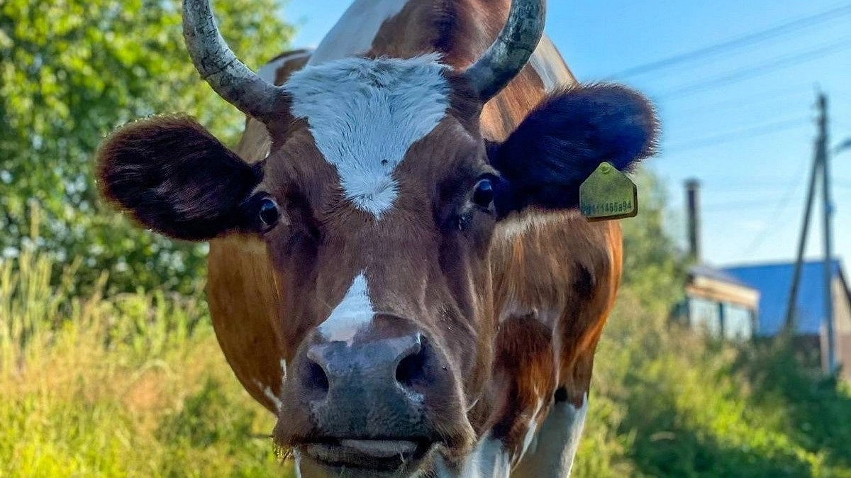 160 коров и быков вывезли из Нижегородской области в неизвестном направлении
