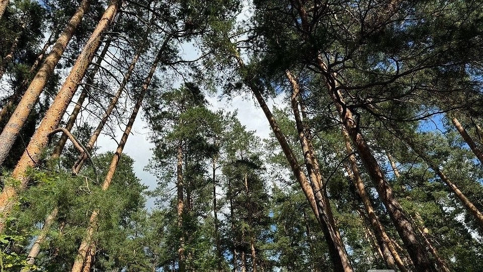 Нижегородская компания заплатит 930 тысяч рублей за незаконную рубку леса