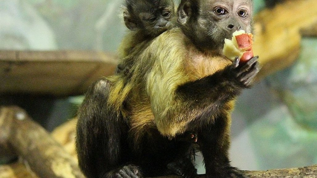 Милый фоторепортаж: бэби-бум в нижегородском зоопарке «Лимпопо»