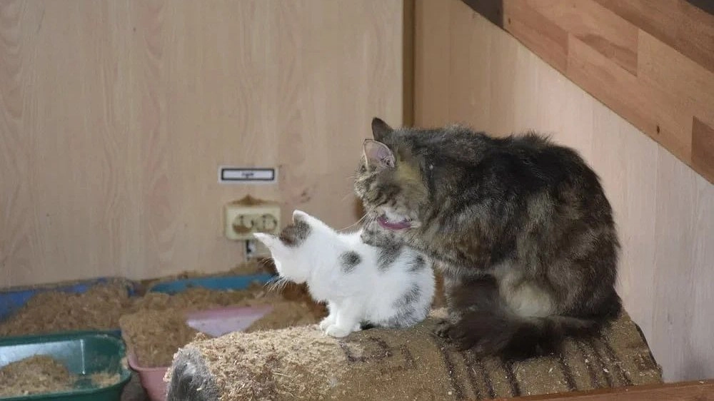 Главная картинка новости: Неизвестный расстреливает котов и собак на Бору