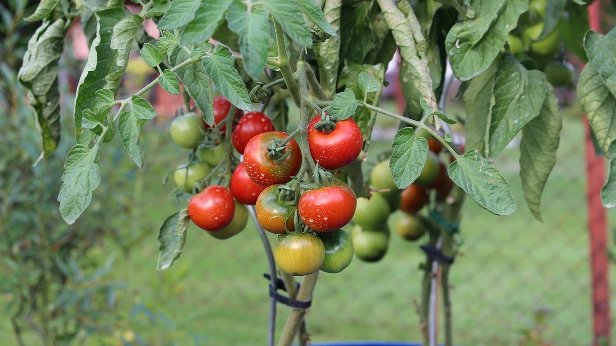 Бегала за этими семенами томатов несколько лет — сладкий как фрукт, а сочный, что "взрывает" голову
