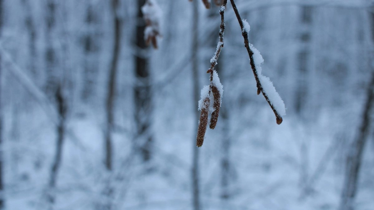 Снег накроет Россию очень рано: синоптики назвали точную дату начала зимы – прогноз может удивить многих