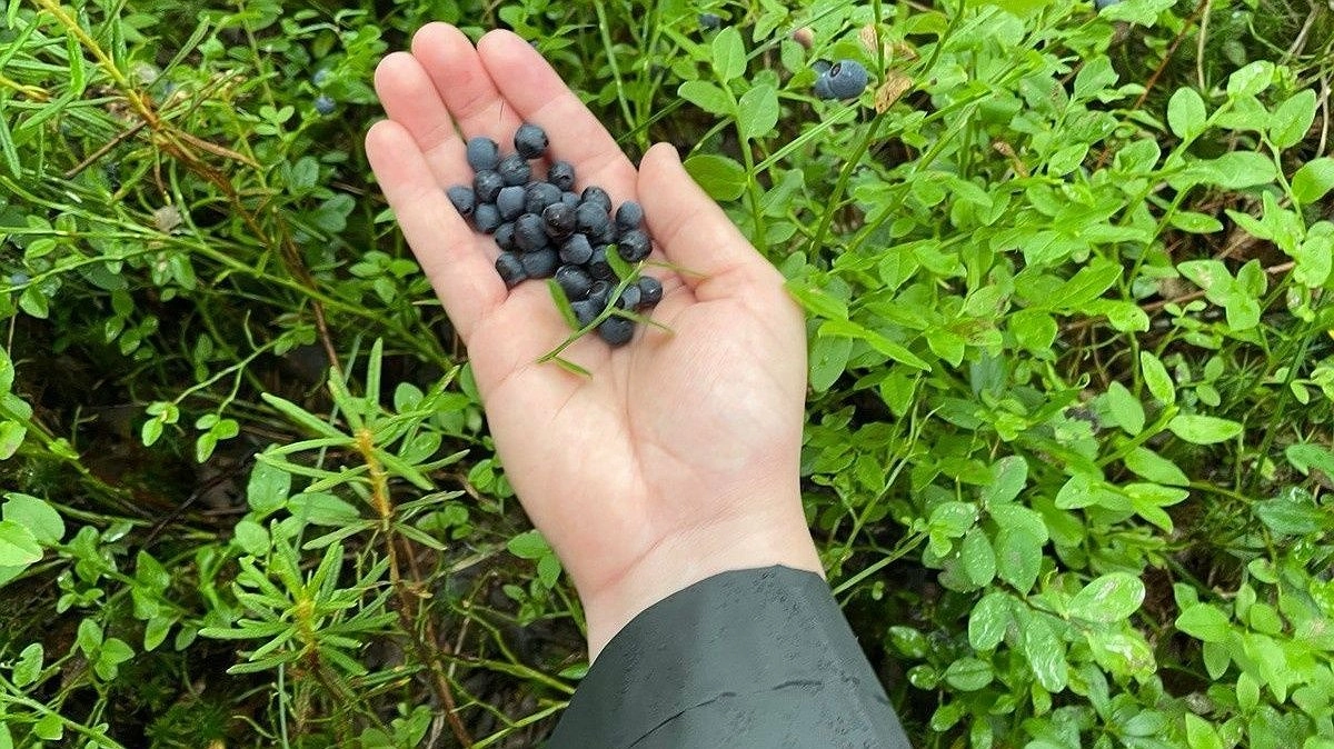 Нижегородцы ведрами собирают чернику и голубику