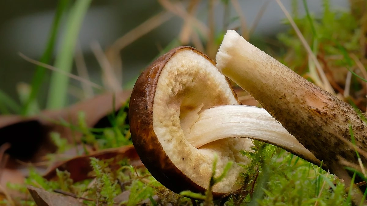 Секреты чистки маслят: советы, как обработать грибы быстро и безопасно