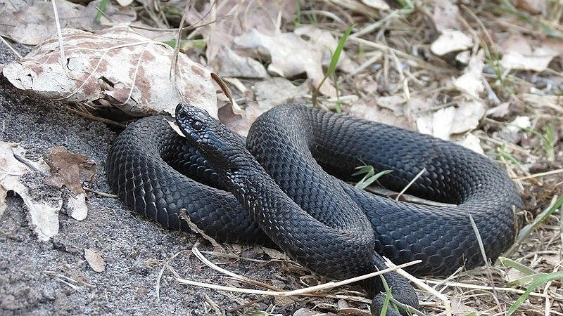 Что делать после укуса змеи, рассказали нижегородцам