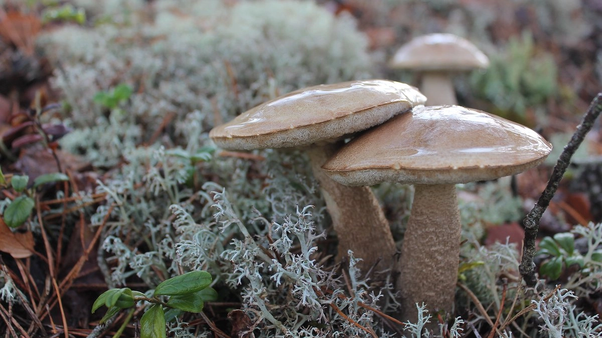 Перенес лесные грибы на свой участок. Делюсь тонкостями осеннего «посева» для будущего урожая