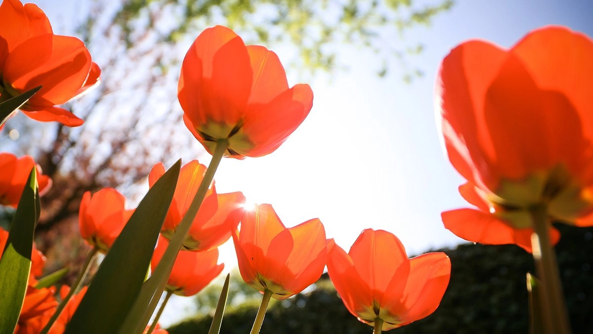 Как правильно сажать тюльпаны осенью: советы по выбору времени и технологий