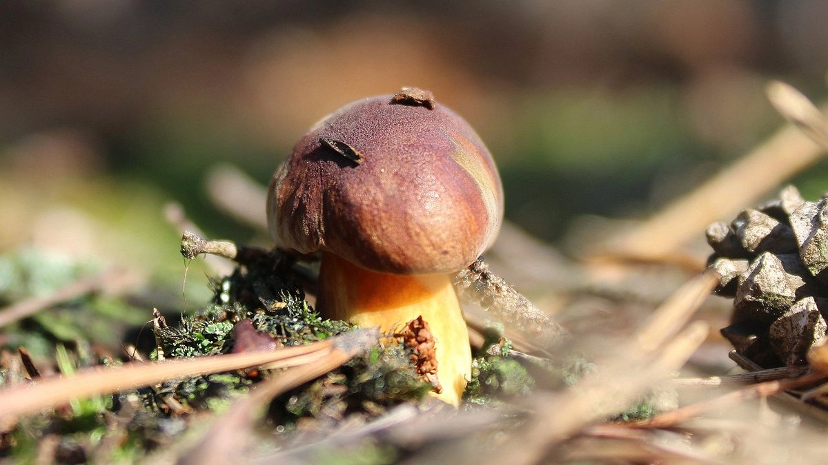 Родственник рыжика - плотный, сладкий и мясистый: грибники его игнорируют, а зря!