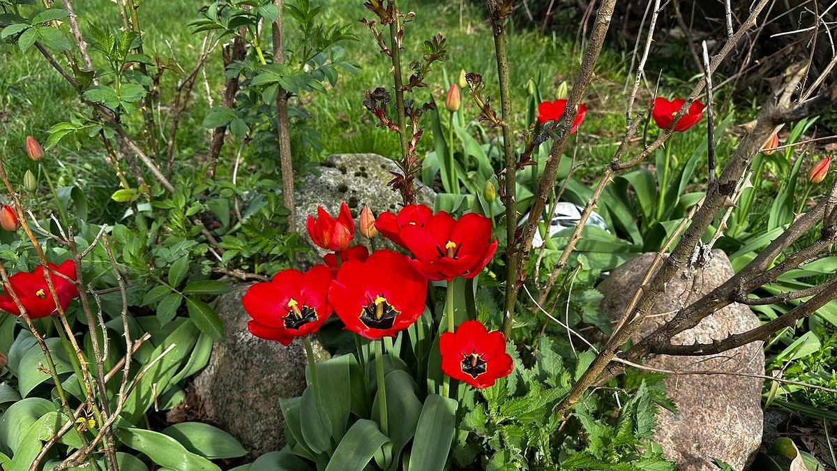 Как правильно сажать тюльпаны осенью: важные советы по выбору сроков и технологий