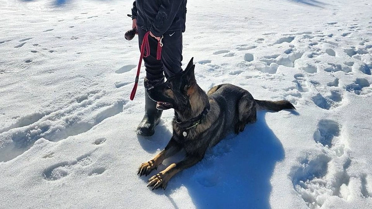 Нижегородские волонтеры набирают собак и хозяев в поисково-спасательный отряд