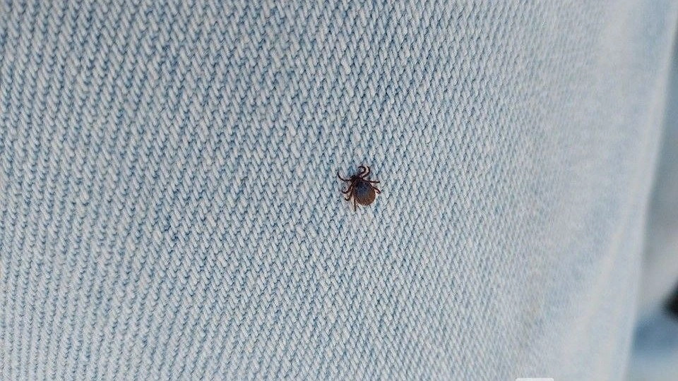 Главная картинка новости: Клеща обнаружили в анальном отверстии у нижегородца