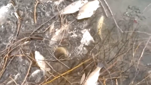 Главная картинка новости: Массовая гибель рыбы произошла в пруду в Арзамасе