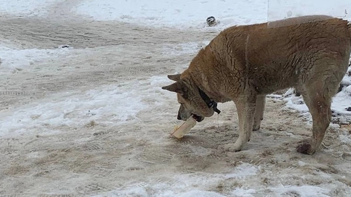 В Кулебаках прокуратура выясняет обстоятельства нападения собаки на ребенка