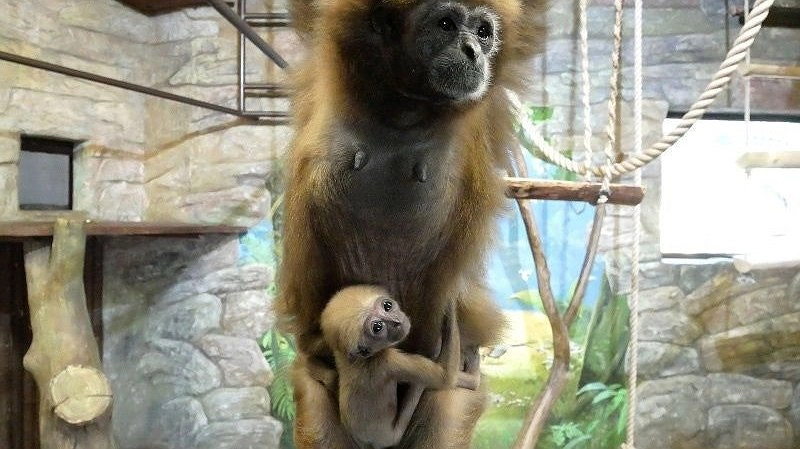 Главная картинка новости: Нижегородское «Лимпопо» усилило отопление для животных из-за холодов