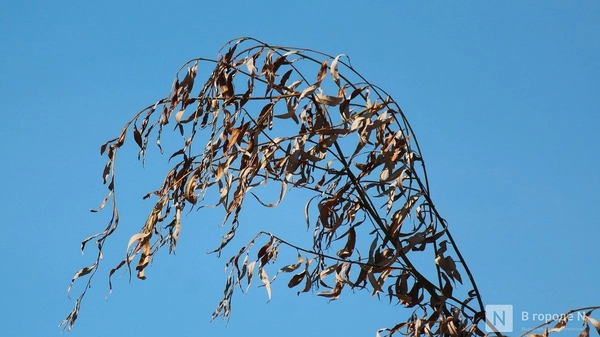 Нижегородцы жалуются на засыхающие растения