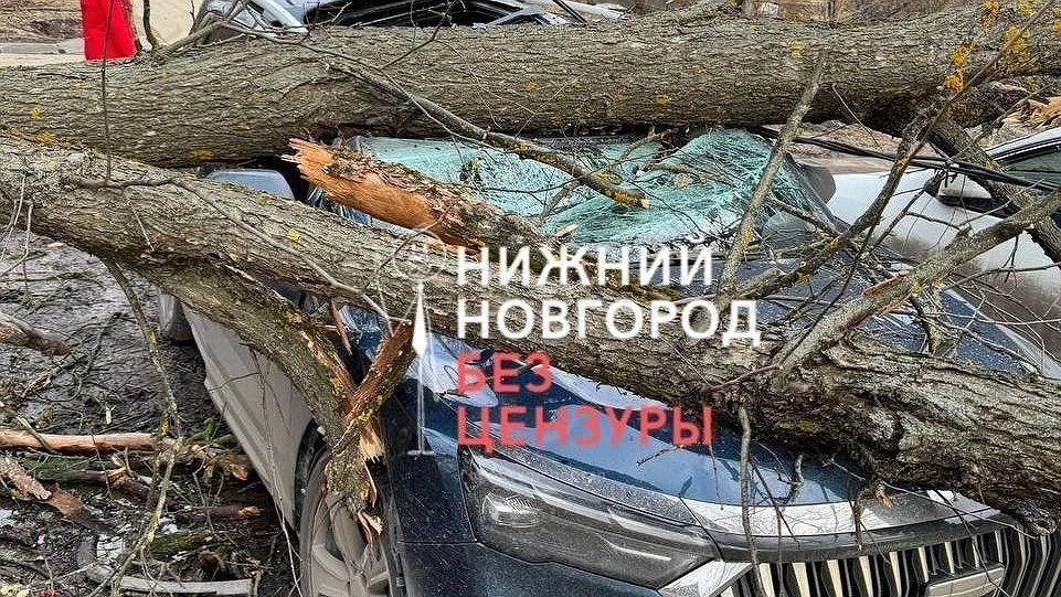 Упавшее дерево раздавило китайский кроссовер в Нижнем Новгороде