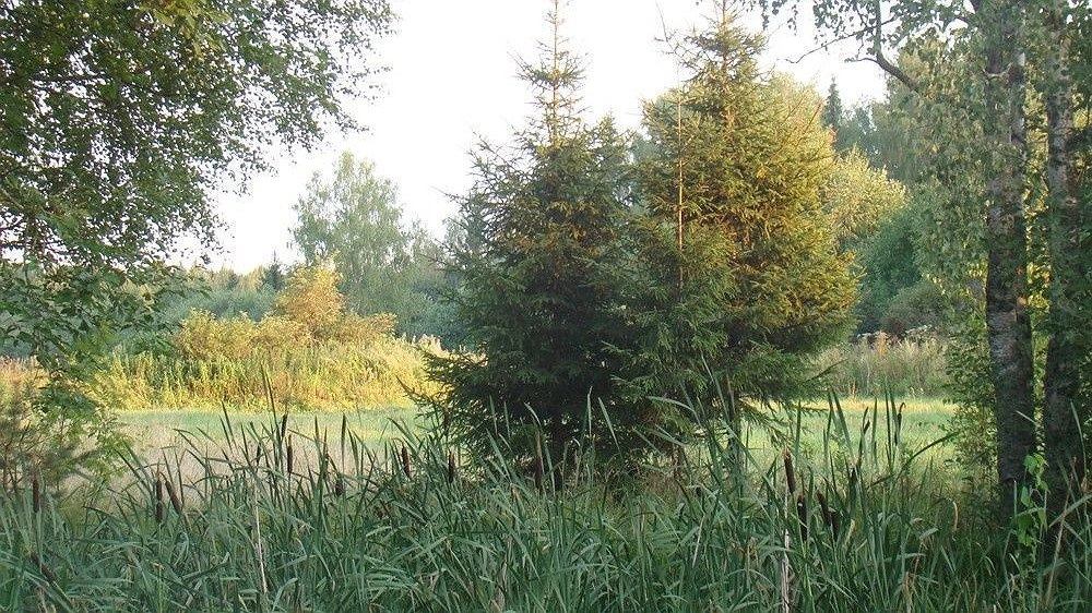 Высокая пожароопасность лесов сохранится в Нижегородской области до 7 июня