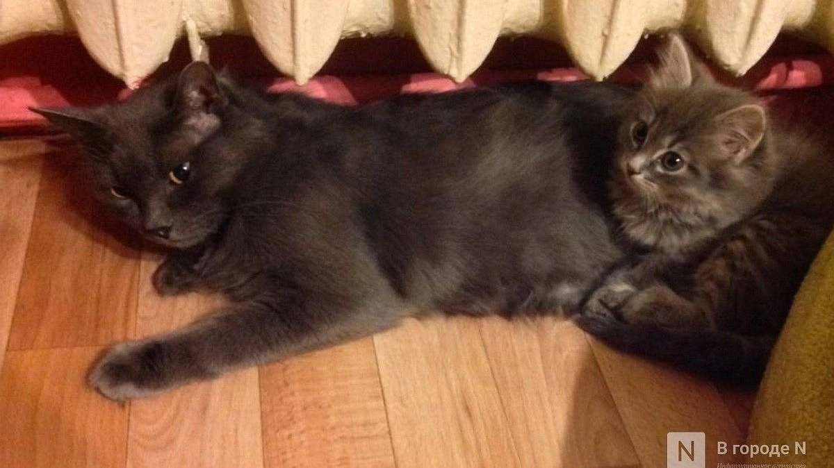 Егоров пожаловался в прокуратуру на отключение отопления в Нижнем Новгороде