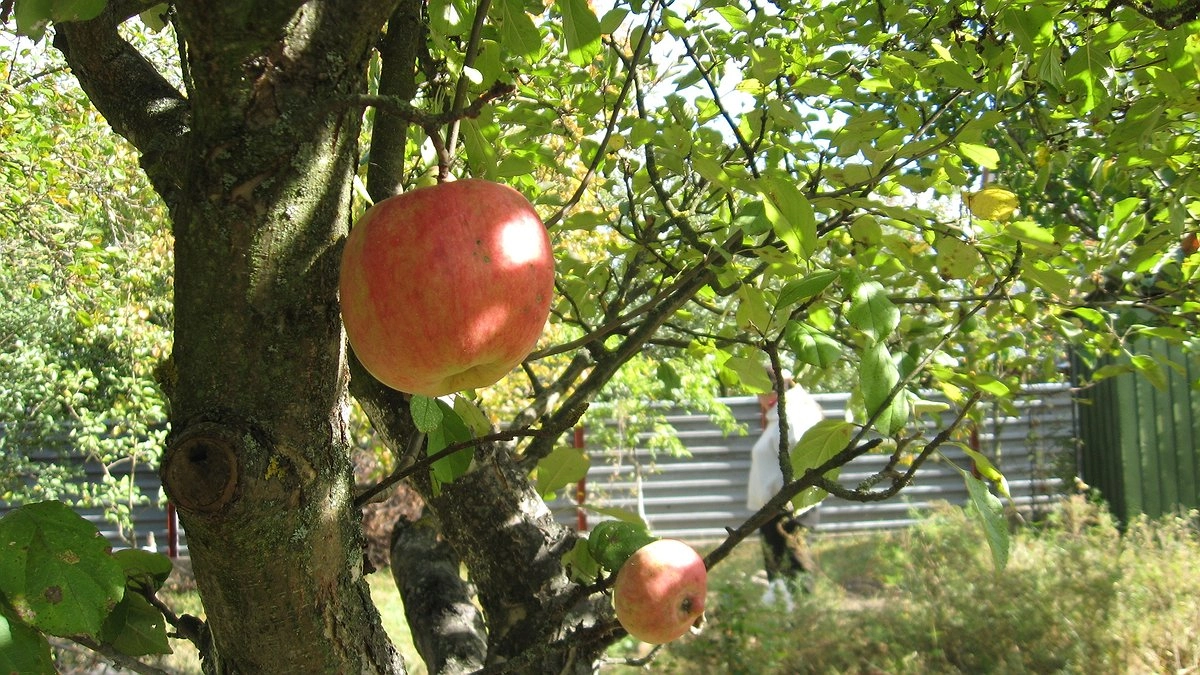 Это дерево "высосет" вашу выгребную яму за три глотка - посадил и забыл про необходимость откачки навсегда
