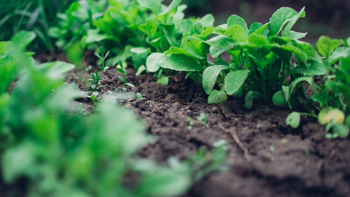 2 горсти зёрен на грядку в октябре - и почва стала как лебединое перо: Чернозём в пролёте