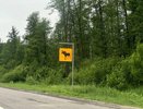 Нижегородцам разъяснили, когда водитель не виноват в ДТП с лосями