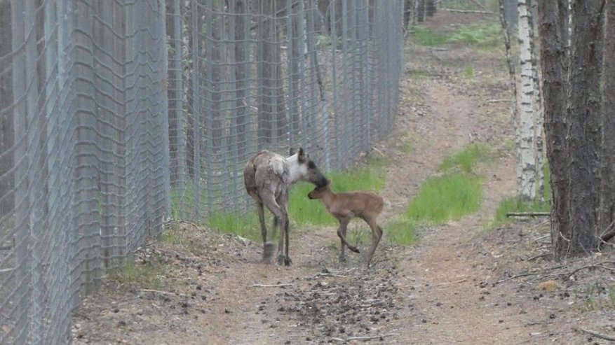 Главная картинка новости: Олененок появился на свет в Керженском заповеднике
