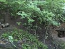 Барсучиха с детенышами попала в фотоловушку в Павловском округе