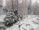 Более 55 деревьев рухнули на провода ЛЭП в Нижегородской области из-за снега