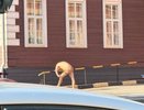 Нижегородцам объяснили, почему голые люди все чаще ходят по улицам