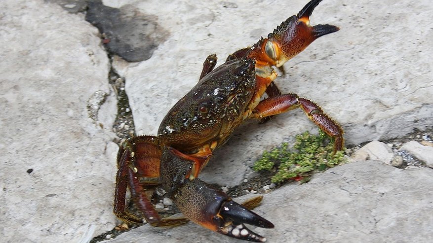 Главная картинка новости: Шесть краболовов за 16,5 млрд рублей построят в Нижегородской области