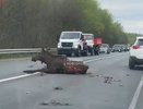 Лось был покалечен машиной под Нижним Новгородом