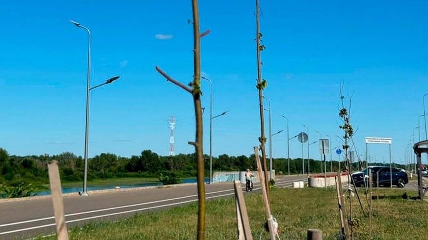 Главная картинка новости: Высаженные на Гребном канале деревья погибли