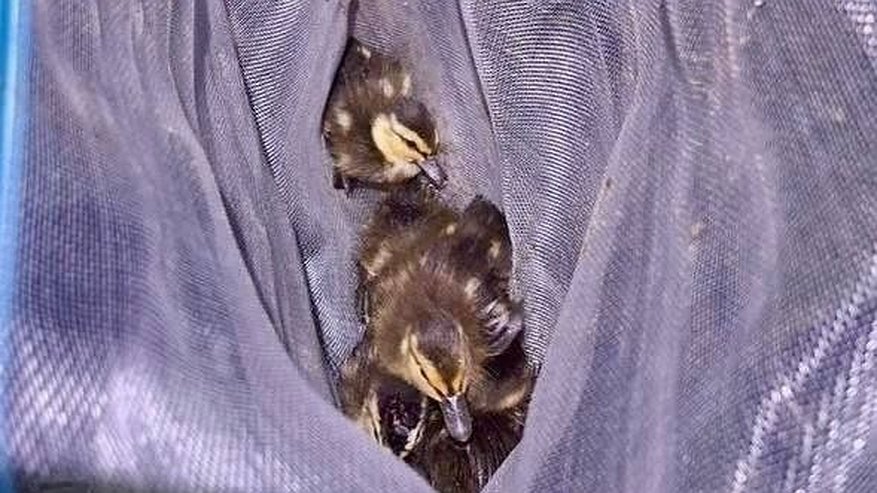 Главная картинка новости: Шестерых утят нашли в ливневом колодце в Нижнем Новгороде