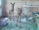Двух лосят-сирот спасли в Нижегородской области