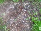 Град обрушился на Нижний Новгород 15 мая: публикуем фото