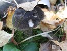 Уход за молодыми лесами в Нижегородской области выполнен на площади в 18 тысяч га